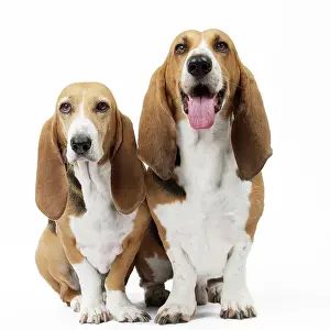 Artesian: Dog Norman Artesian Basset