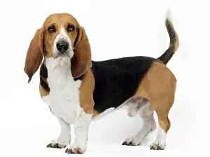 Artesian: Dog Norman Artesian Basset