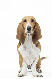 Artesian: Dog Norman Artesian Basset