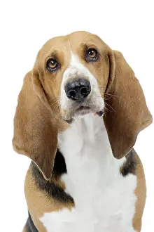 Artesian: Dog Norman Artesian Basset