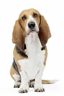 Artesian: Dog Norman Artesian Basset