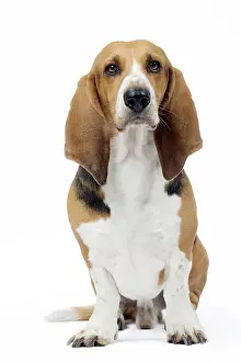 Artesian: Dog Norman Artesian Basset