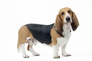 Artesian: Dog Norman Artesian Basset