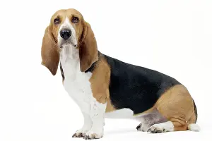 Artesian: Dog Norman Artesian Basset