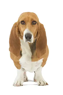 Artesian: Dog - Norman Artesian basset hound in studio