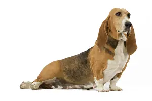 Artesian: Dog - Norman Artesian basset hound in studio