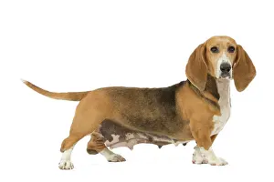 Artesian: Dog - Norman Artesian basset hound in studio