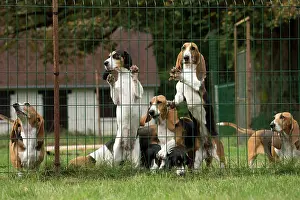 Artesian: Dog Norman Artesian Basset & Schweizer