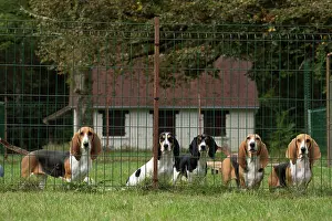 Artesian: Dog Norman Artesian Basset & Schweizer