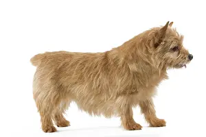 Norwich: Dog - Norwich Terrier