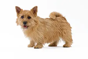 Scruffy: Dog - Norwich Terrier