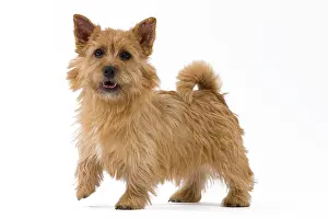 Scruffy: Dog - Norwich Terrier