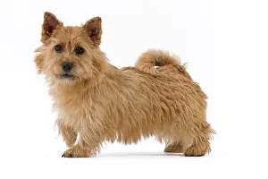 Scruffy: Dog - Norwich Terrier