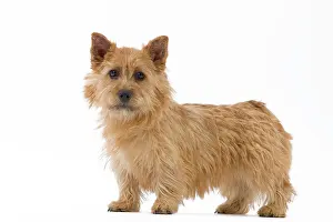 Scruffy: Dog - Norwich Terrier