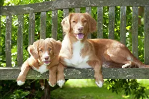 Seats: DOG - Nova scotia duck tolling retriever and 12