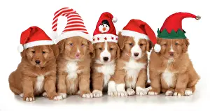 Tolling: DOG - Nova Scotia Duck Tolling Retriever