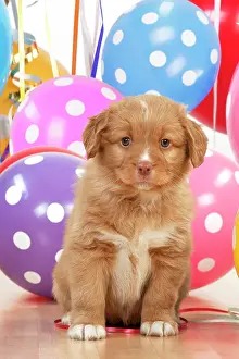 Congratulations: DOG. Nova Scotia Duck Tolling Retriever