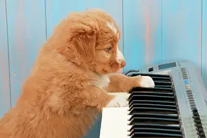 Instruments: DOG. Nova Scotia Duck Tolling Retriever