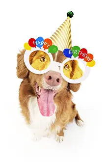 Scotia: Dog. Nova Scotia Duck Tolling Retriever with