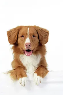 Smiling: Dog. Nova Scotia Duck Tolling Retriever