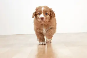Tolling: Dog - Nova Scotia Duck Tolling Retriever 7 week