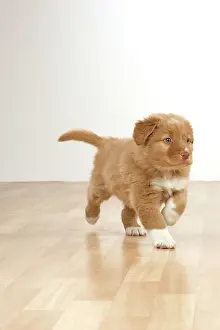 Tolling: Dog - Nova Scotia Duck Tolling Retriever 7 week
