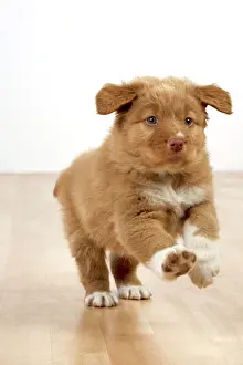 Tolling: Dog - Nova Scotia Duck Tolling Retriever 7 week