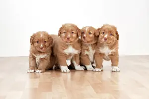 Tolling: Dog - Nova Scotia Duck Tolling Retriever 7 week
