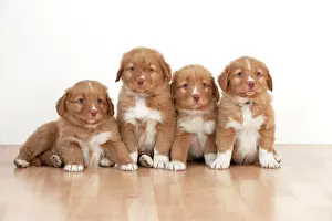 Tolling: Dog - Nova Scotia Duck Tolling Retriever 7 week