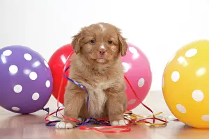 Tolling: Dog - Nova Scotia Duck Tolling Retriever 7 week