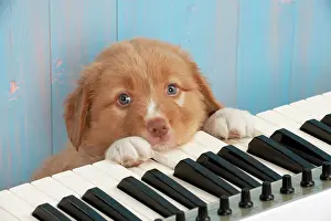 Instrument: Dog - Nova Scotia Duck Tolling Retriever 7 week