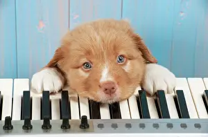 Instrument: Dog - Nova Scotia Duck Tolling Retriever 7 week