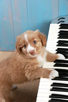 Instrument: Dog - Nova Scotia Duck Tolling Retriever 7 week