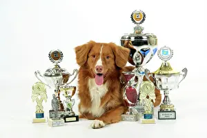 Trophy: Dog. Nova Scotia Duck Tolling Retriever with cups