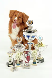 Trophy: Dog. Nova Scotia Duck Tolling Retriever with cups