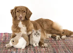Choc: DOG. Nova Scotia Duck Tolling Retriever with Dutch