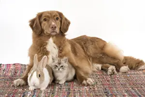 Choc: DOG. Nova Scotia Duck Tolling Retriever with Dutch