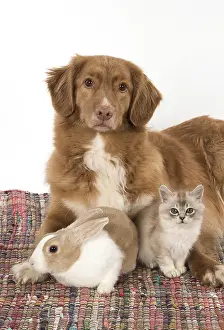 Choc: DOG. Nova Scotia Duck Tolling Retriever with Dutch