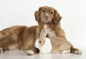140218: DOG. Nova Scotia Duck Tolling Retriever with Dutch Rabbit