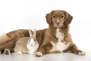 140218: DOG. Nova Scotia Duck Tolling Retriever with Dutch Rabbit