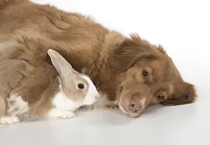 140218: DOG. Nova Scotia Duck Tolling Retriever with Dutch Rabbit