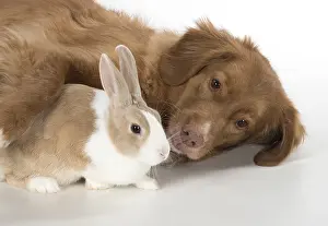140218: DOG. Nova Scotia Duck Tolling Retriever with Dutch Rabbit
