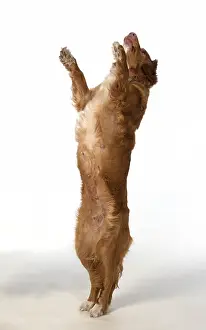 Scotia: DOG. Nova Scotia Duck Tolling Retriever jumping