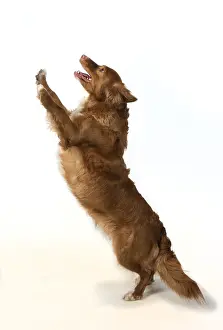 Scotia: DOG. Nova Scotia Duck Tolling Retriever jumping