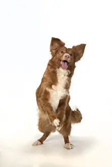 Scotia: DOG. Nova Scotia Duck Tolling Retriever jumping