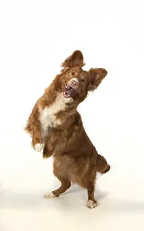 Scotia: DOG. Nova Scotia Duck Tolling Retriever jumping