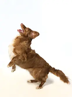 Scotia: DOG. Nova Scotia Duck Tolling Retriever jumping