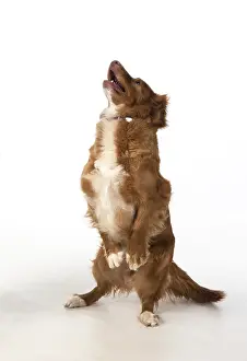 Scotia: DOG. Nova Scotia Duck Tolling Retriever jumping