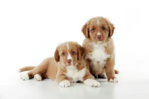 Friendships: DOG - Nova scotia duck tolling retriever puppies
