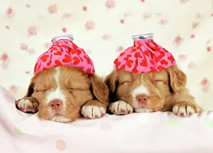 Unwell: DOG - Nova scotia duck tolling retriever puppies (6 weeks) w
